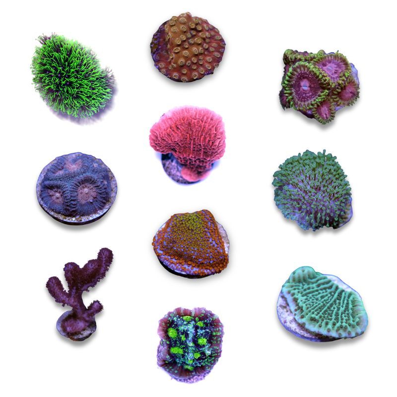 Korallenpaket 'Low Budget'