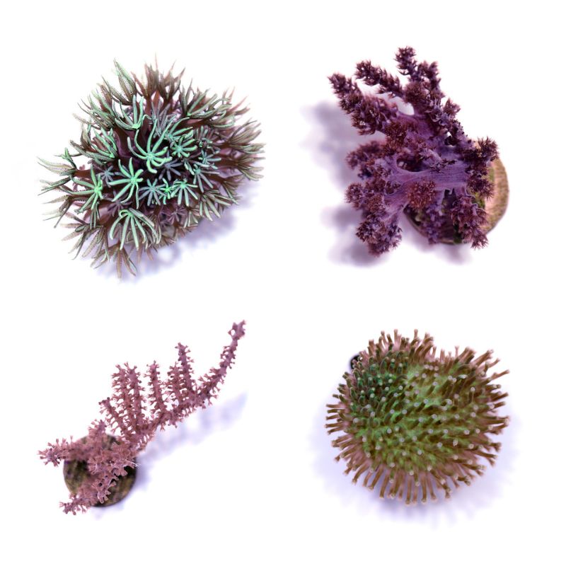 Weichkorallen-Paket 'Soft Start'