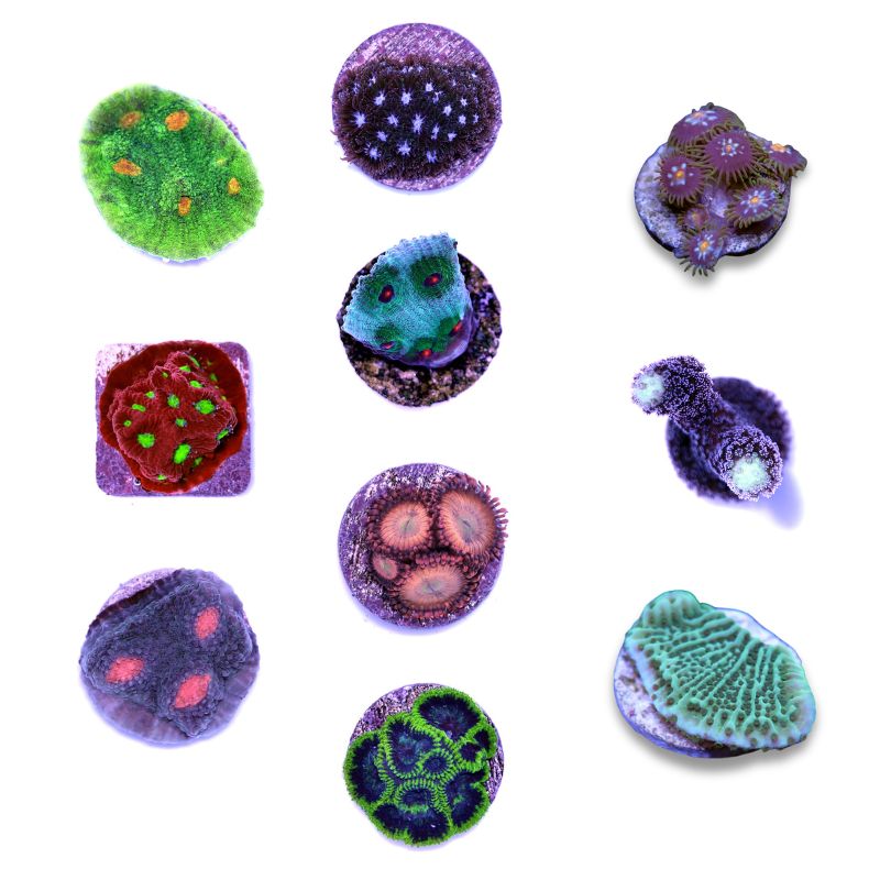 Korallenpaket 'Low Budget'