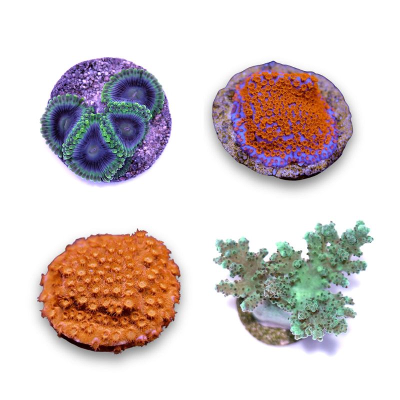 Korallenpaket 'Nano'