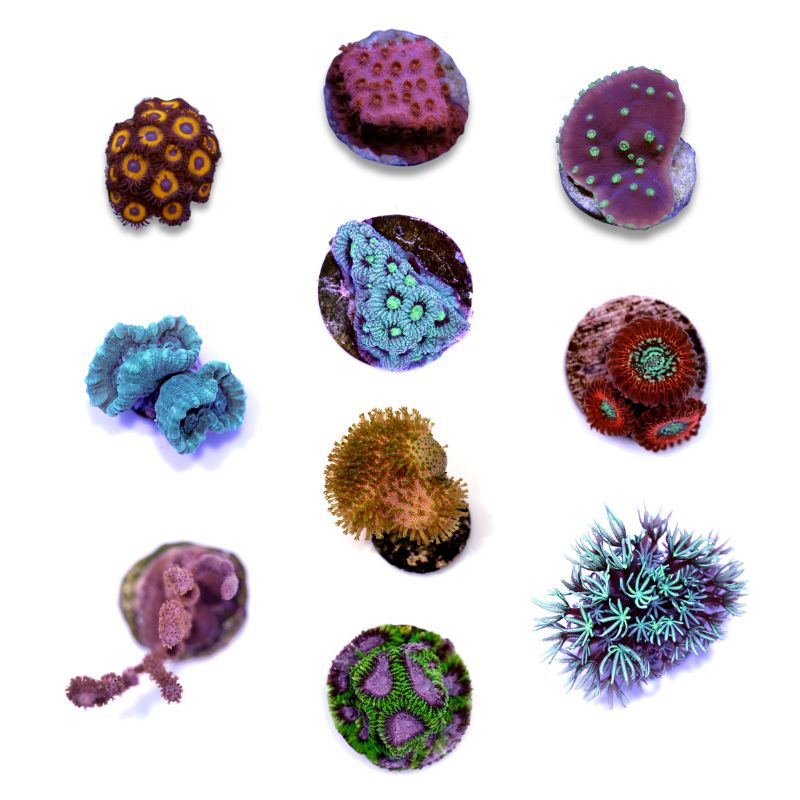 Korallenpaket XL - Erstbesatz