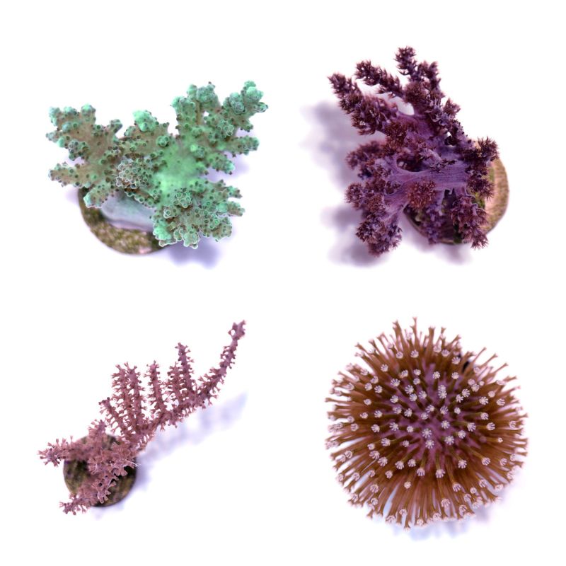 Weichkorallen-Paket 'Soft Start'