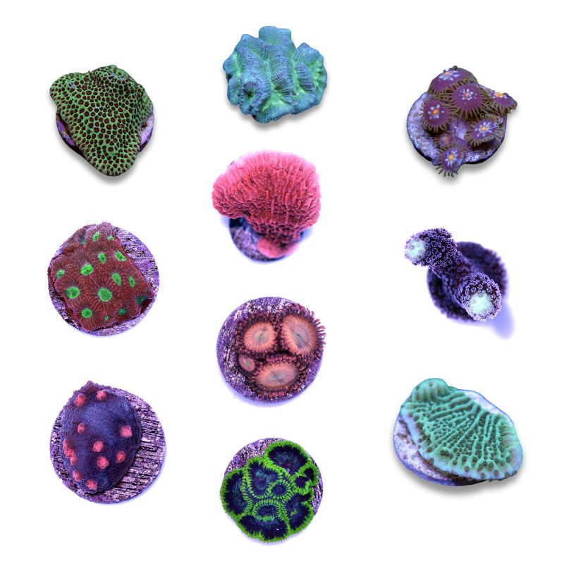 Frag Pack 'Low Budget'