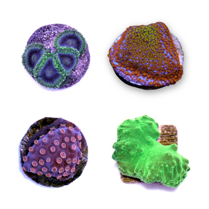 Korallenpaket 'Nano'