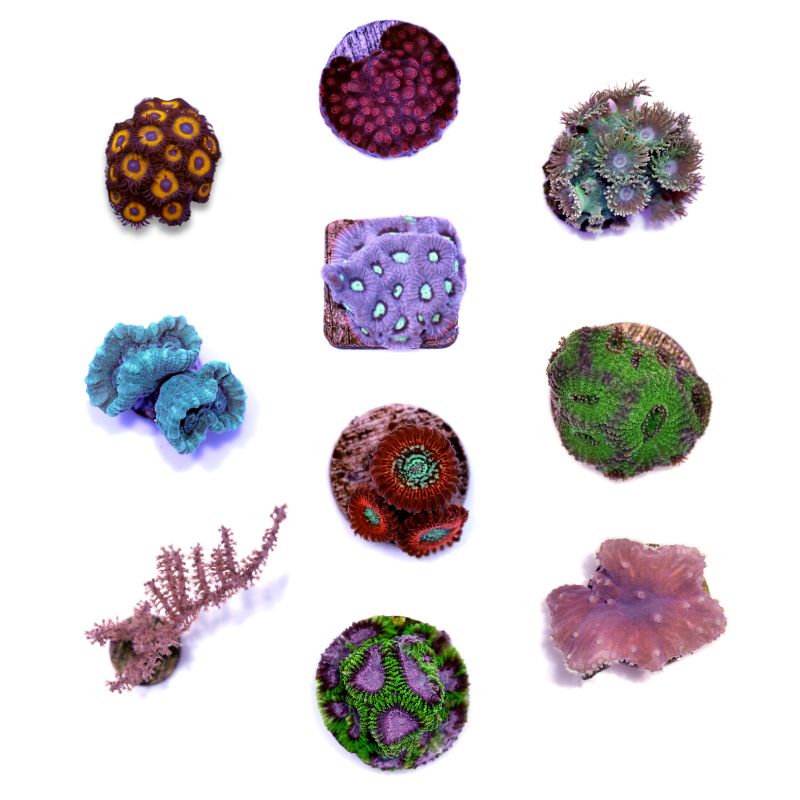 Korallenpaket XL - Erstbesatz