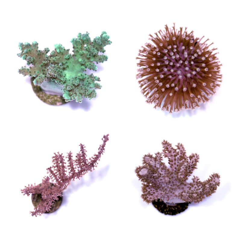 Frag Pack 'Soft Start'