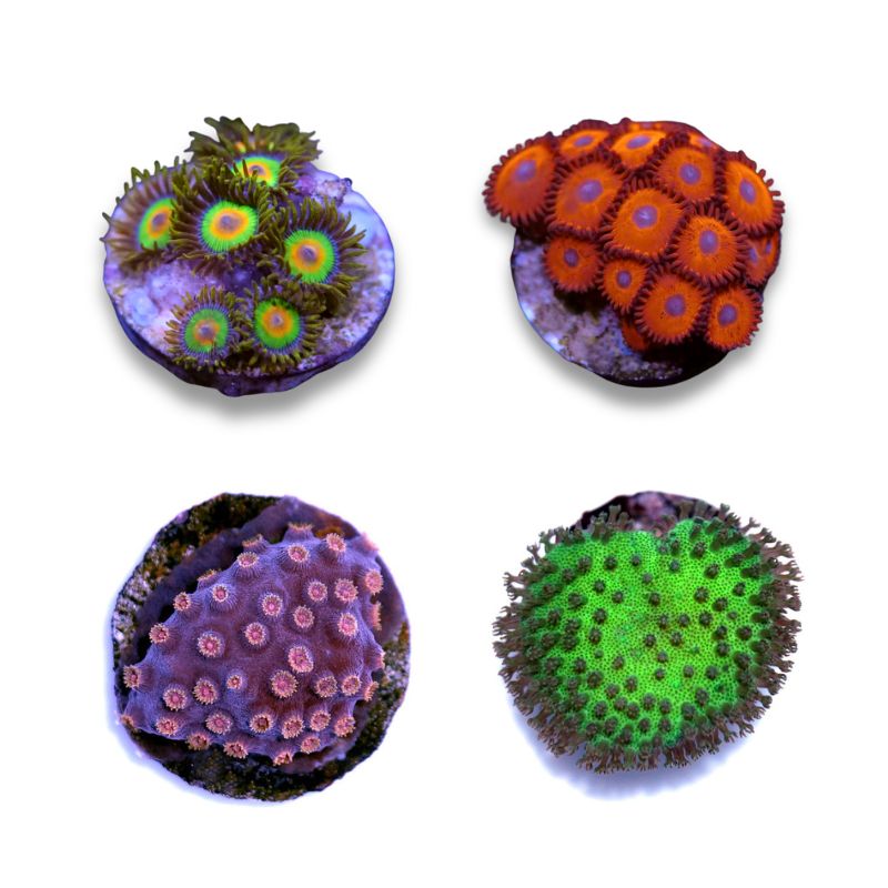 Frag Pack 'Nano'