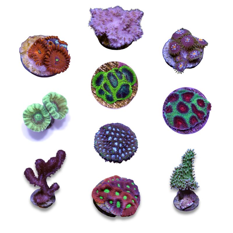 Frag Pack XL - Tank Start