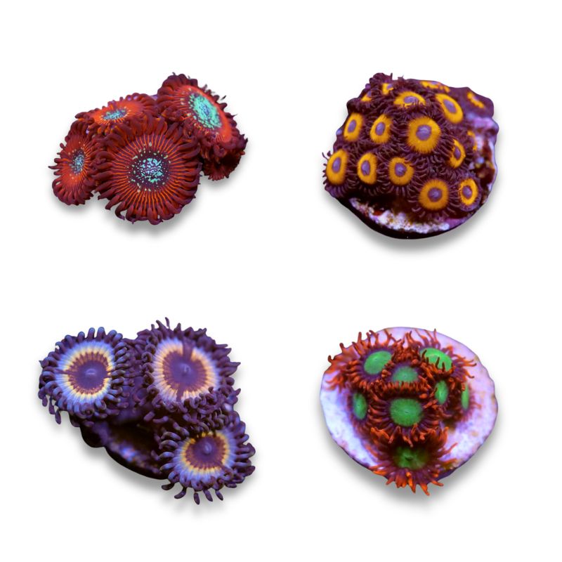 Frag Pack - Zoa Lovers