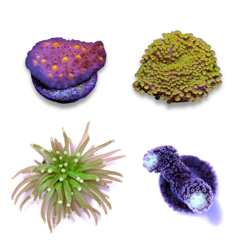 Frag Pack 'Happy Easter'