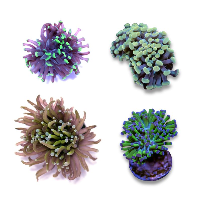 Frag Pack Euphyllia