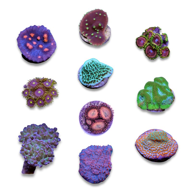 Frag Pack 'Low Budget'