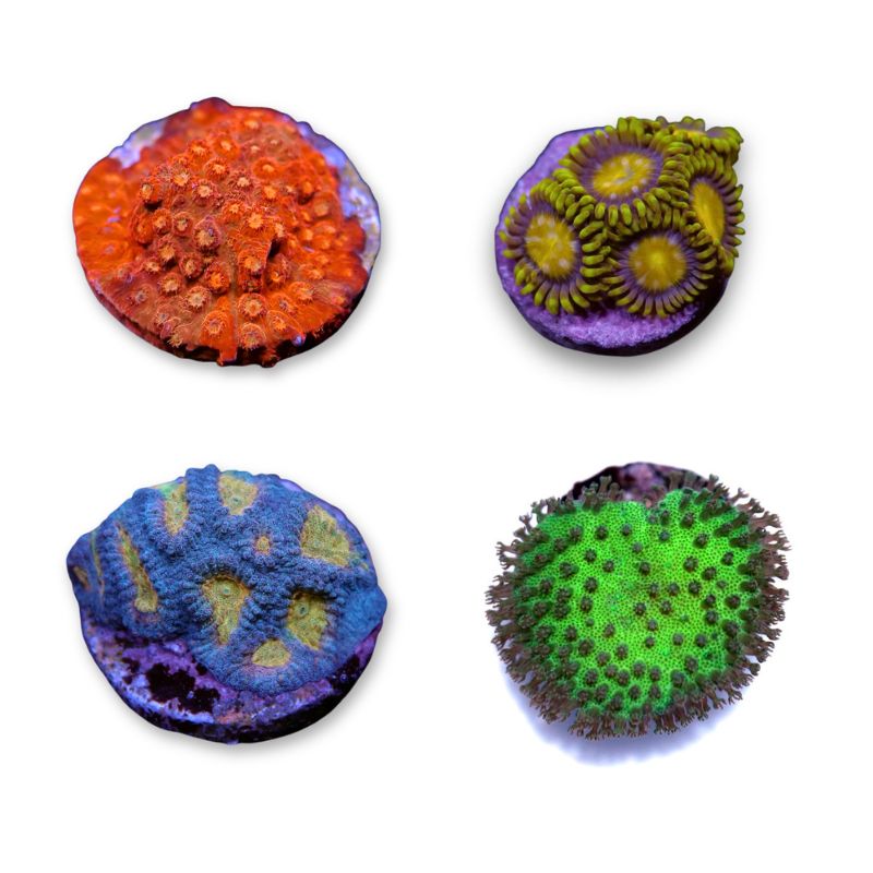 Korallenpaket 'Nano'
