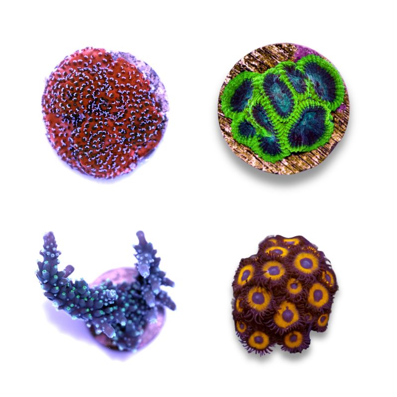 Frag Pack 'Halloween'