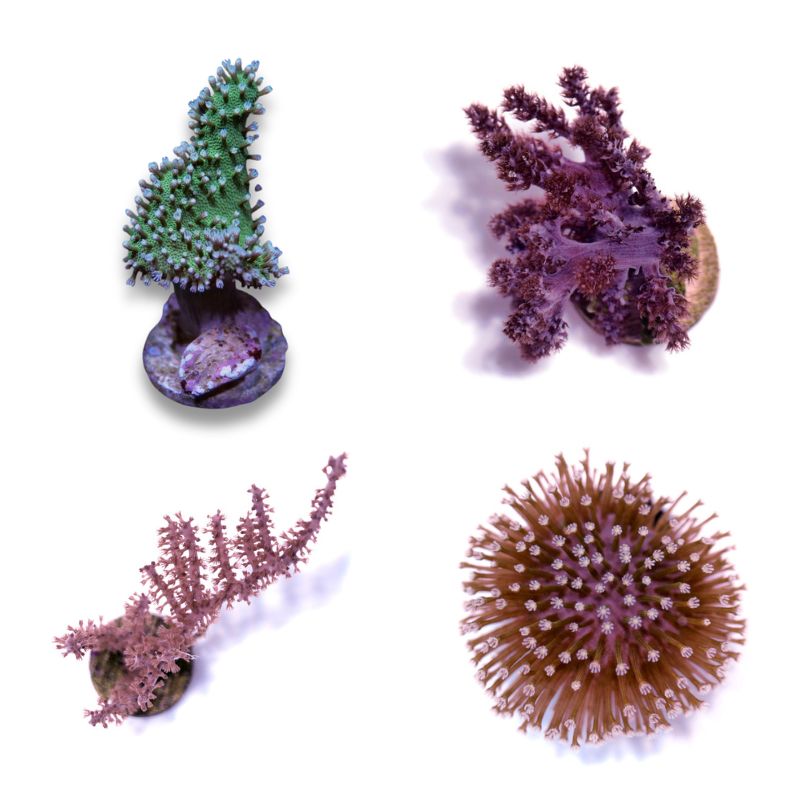 Weichkorallen-Paket 'Soft Start'