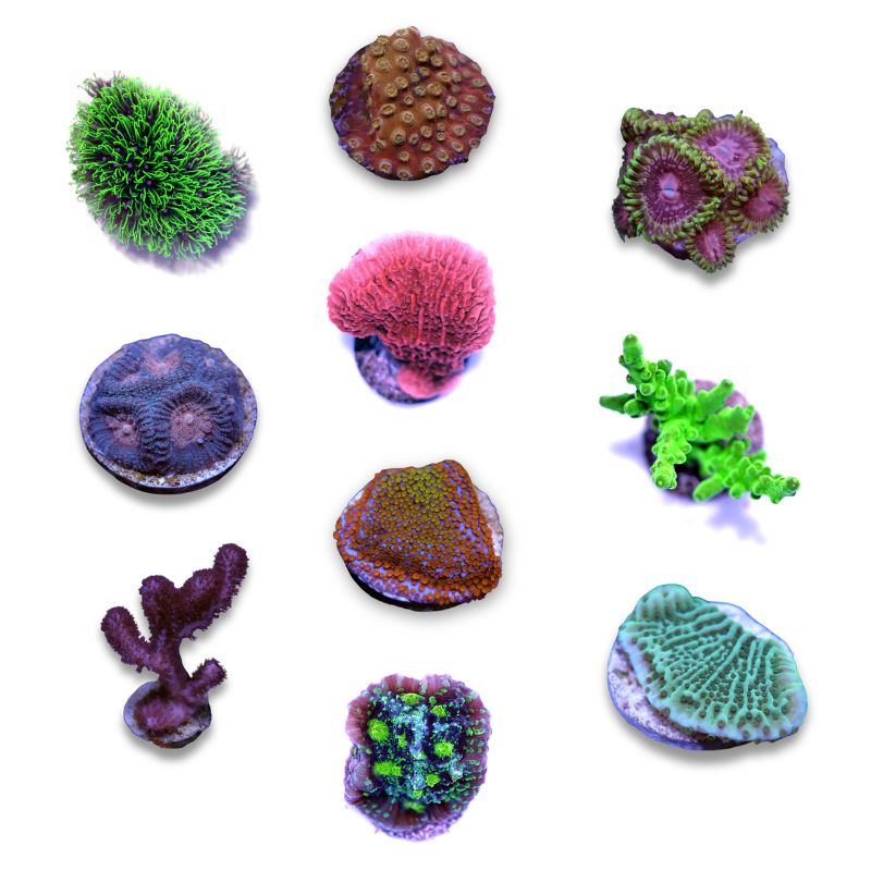 Korallenpaket 'Low Budget'