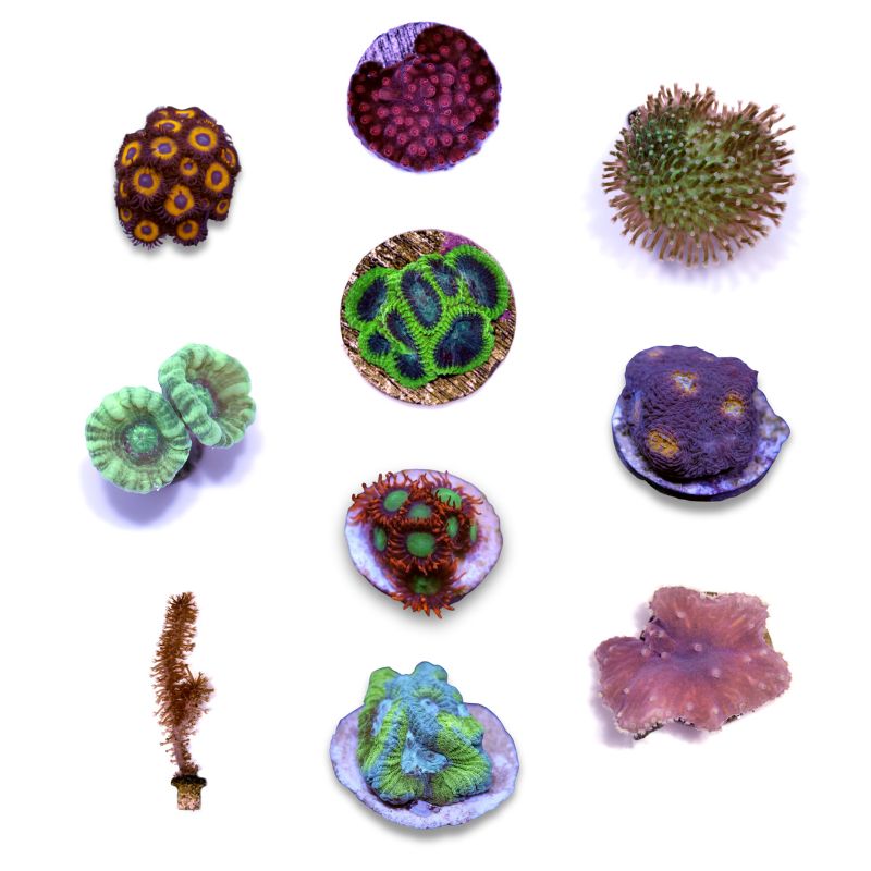 Frag Pack XL - Tank Start