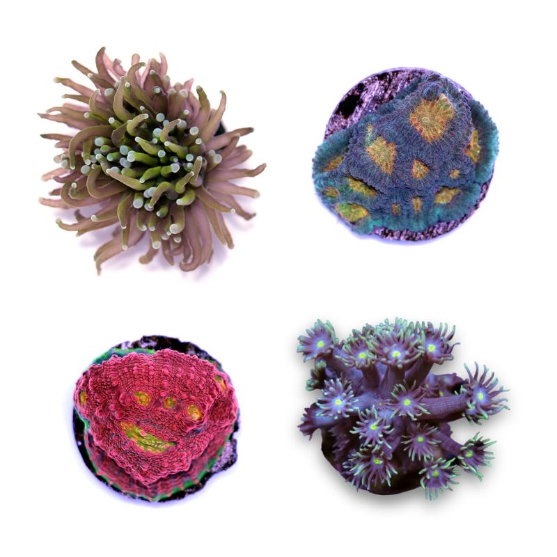 Frag Pack LPS Premium