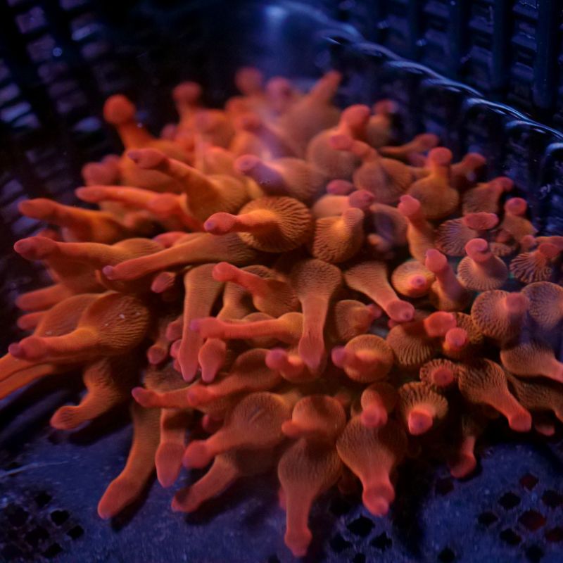 Entacmea quadricolor