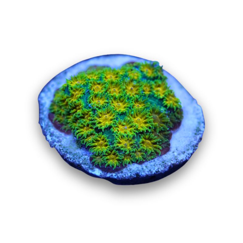 Leptastrea 'John Deere'