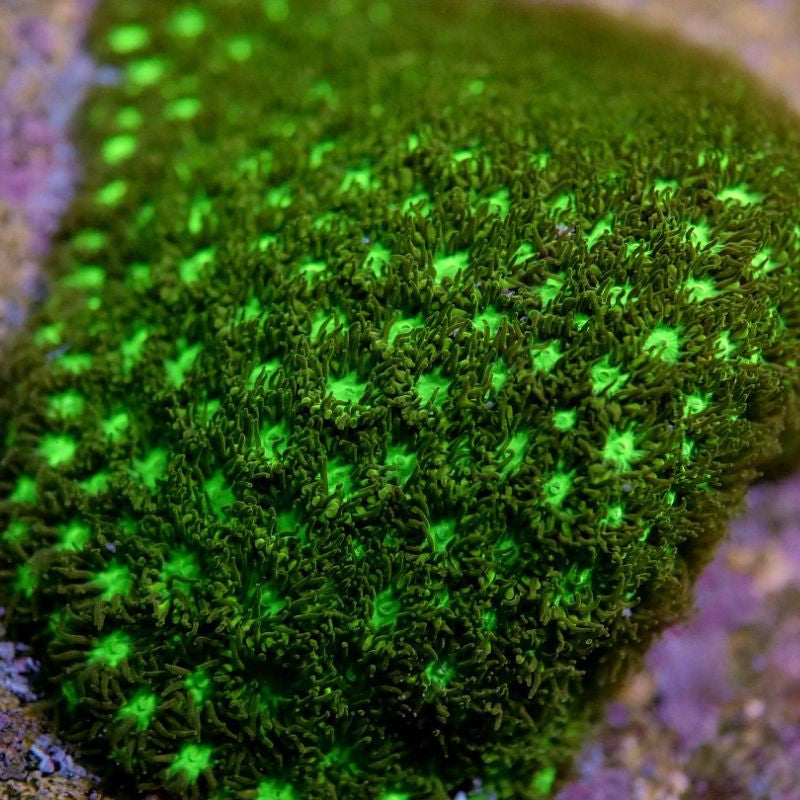 Leptastrea 'Radioactive'