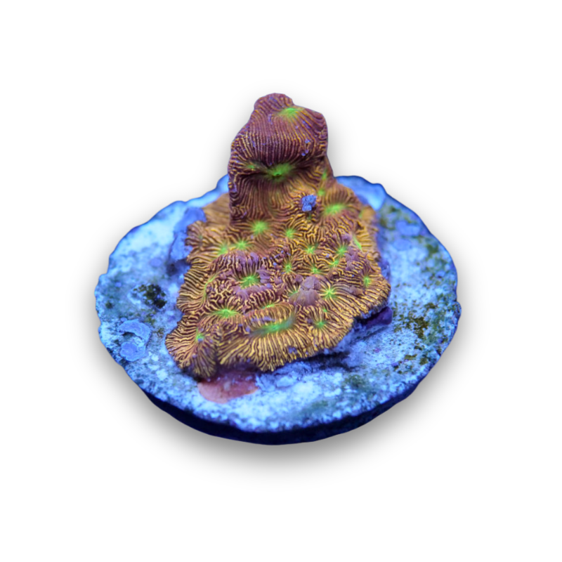 Leptoseris sp. 'Jack O'Lantern'