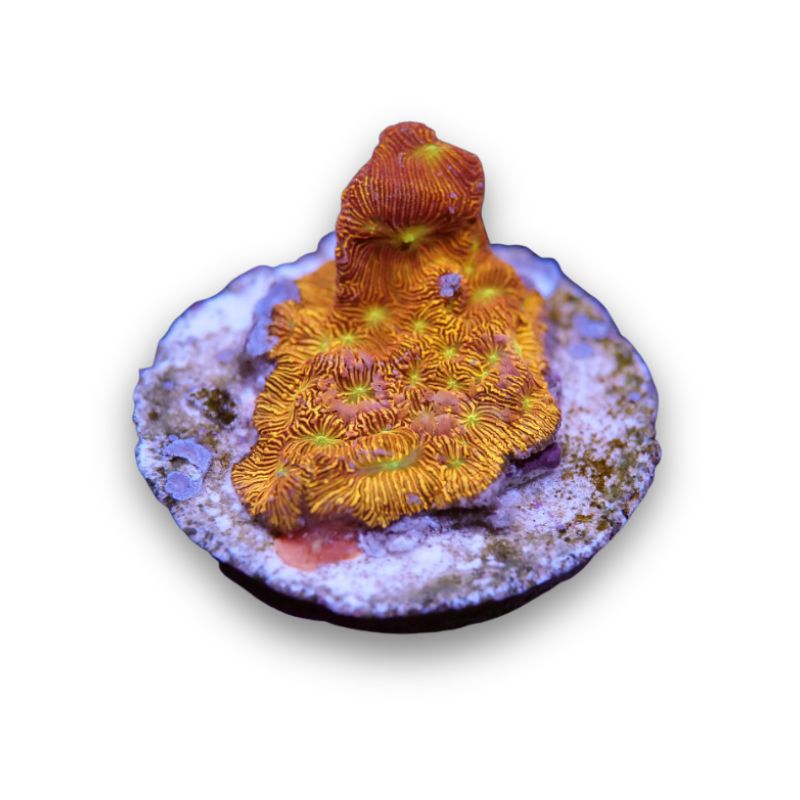 Leptoseris sp. 'Jack O'Lantern'