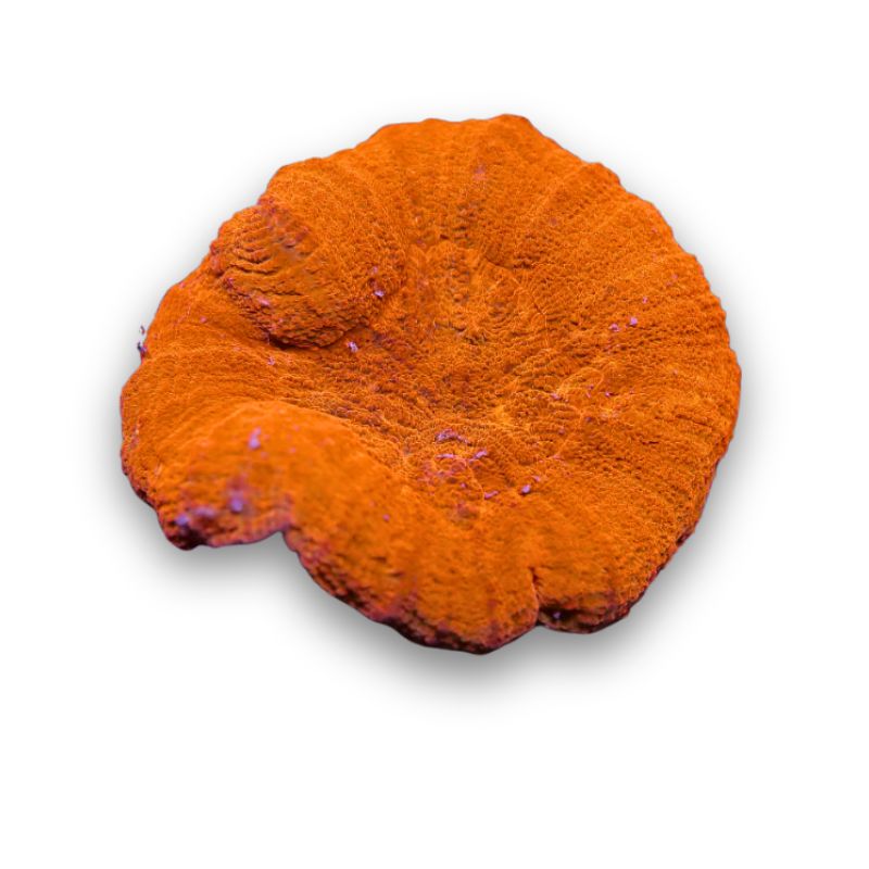 Lobophyllia sp. 'Red'