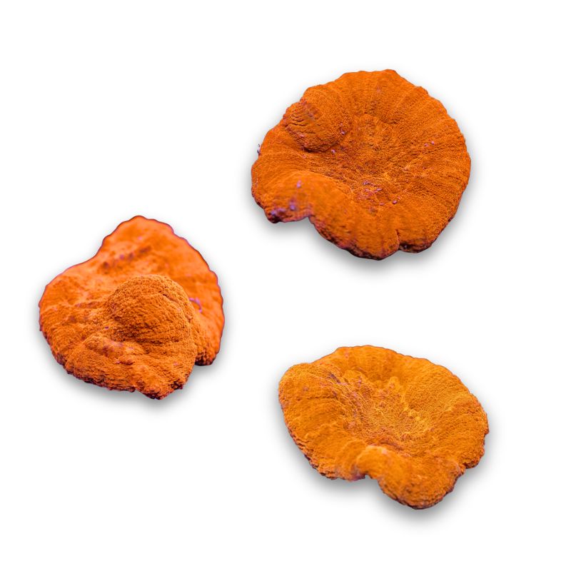 Lobophyllia sp. 'Red'