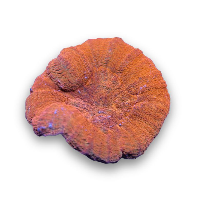 Lobophyllia sp. 'Red'