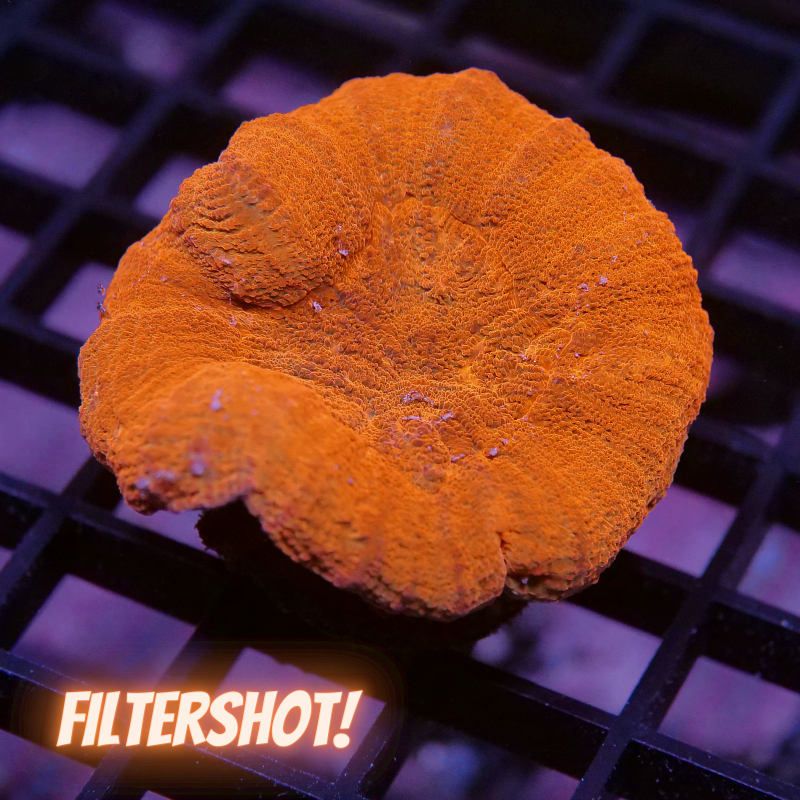 Lobophyllia sp. 'Red'