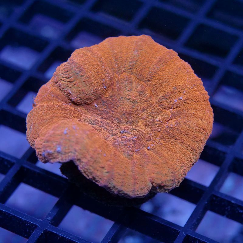 Lobophyllia sp. 'Red'