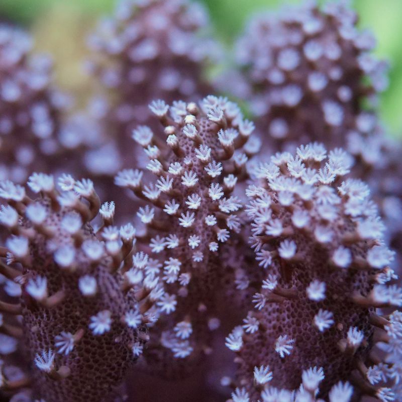 Lobophytum sp. 'White'