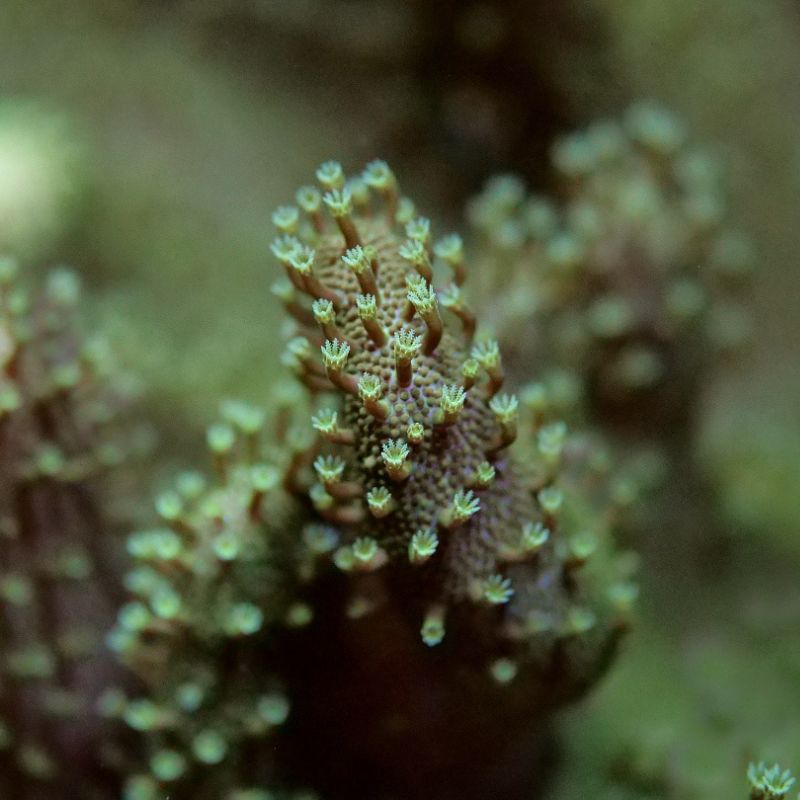 Lobophytum sp. 'Green'