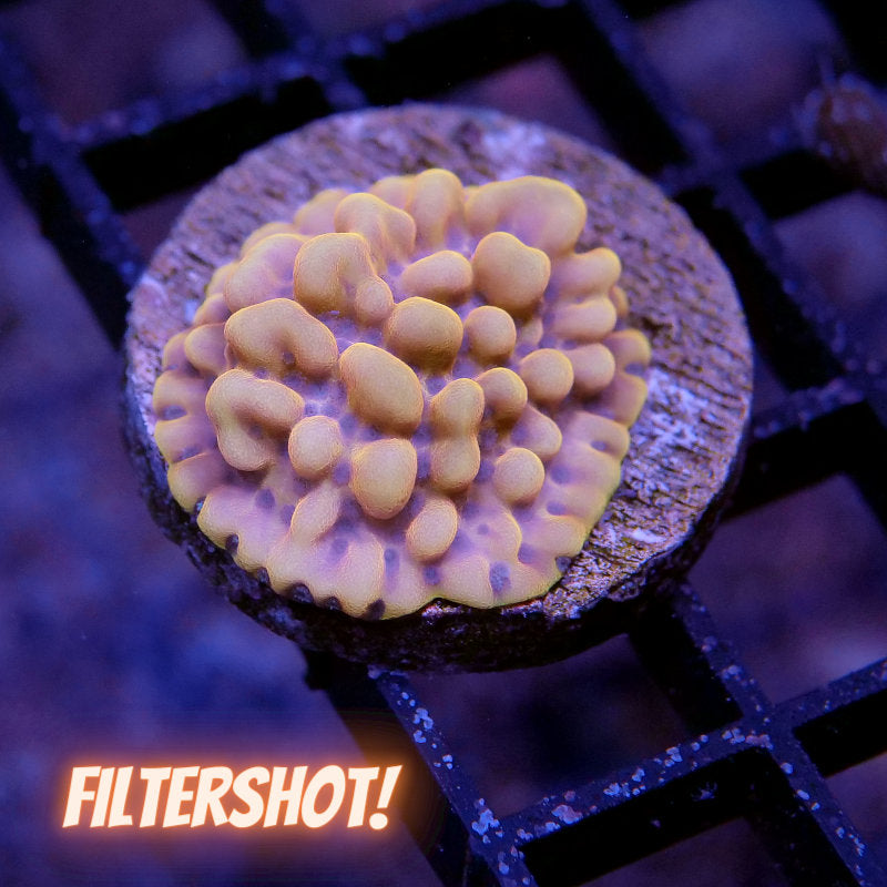 Montipora sp. 'Crazy T'