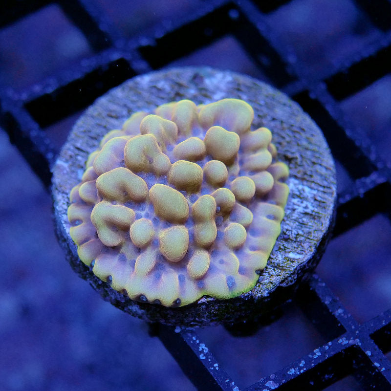 Montipora sp. 'Crazy T'