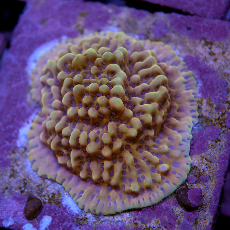 Montipora sp. 'Crazy T'