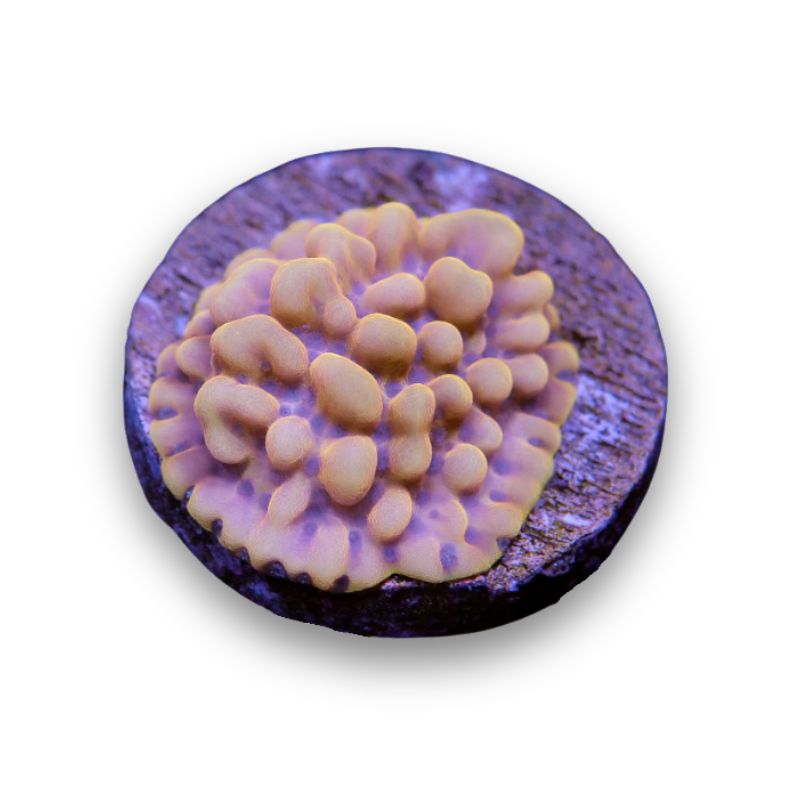 Montipora sp. 'Crazy T'