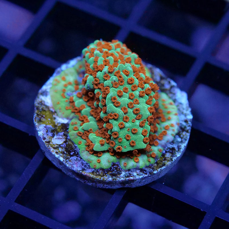 Montipora sp. 'Grinch'