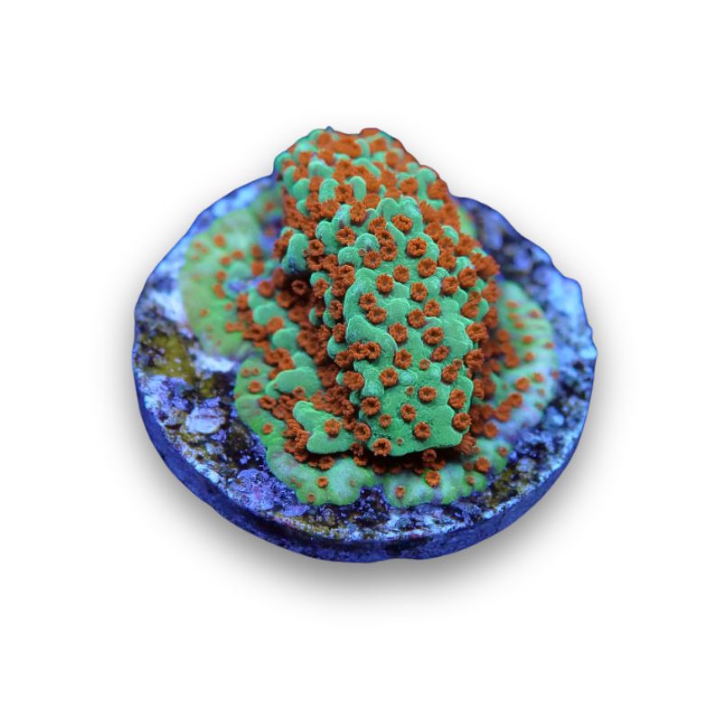 Montipora sp. 'Grinch'