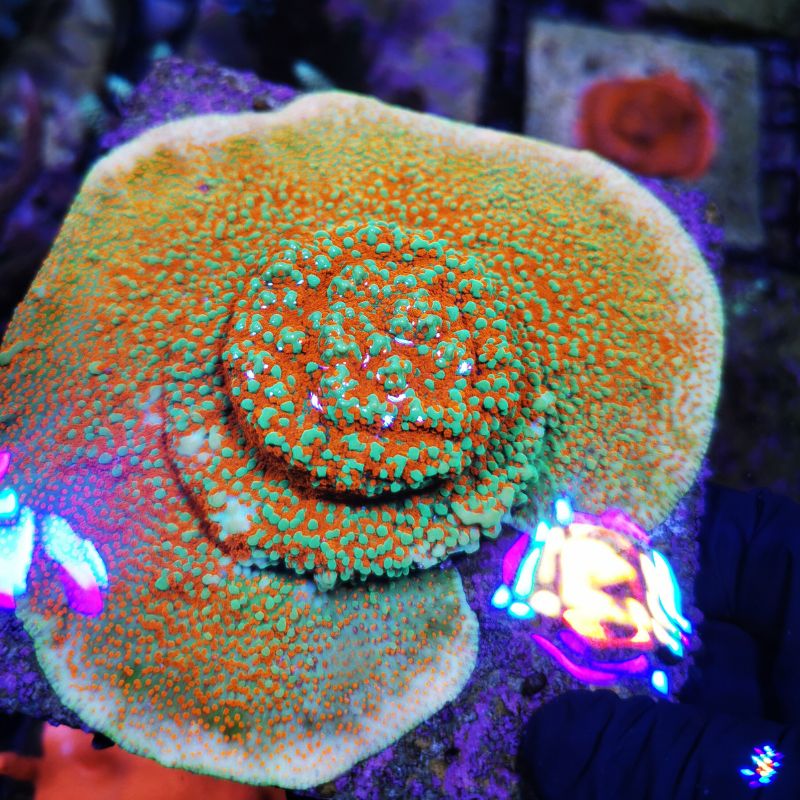 Montipora sp. 'Grinch'