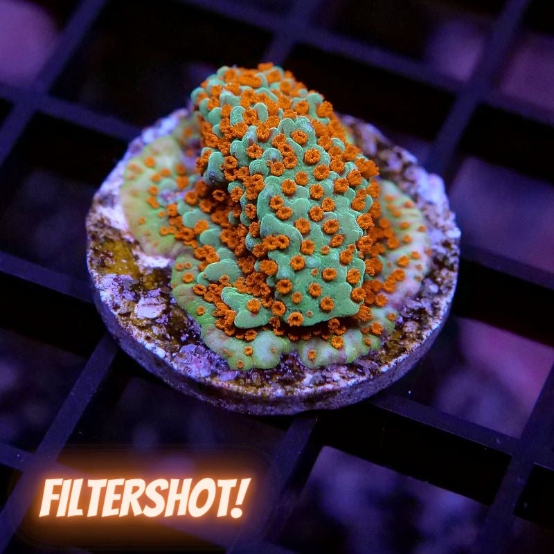 Montipora sp. 'Grinch'