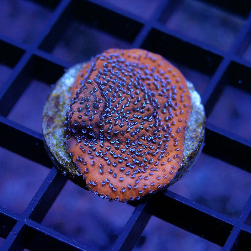 Montipora sp. 'Mystic Sunset'