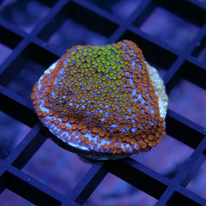 Montipora sp. 'Rainbow'