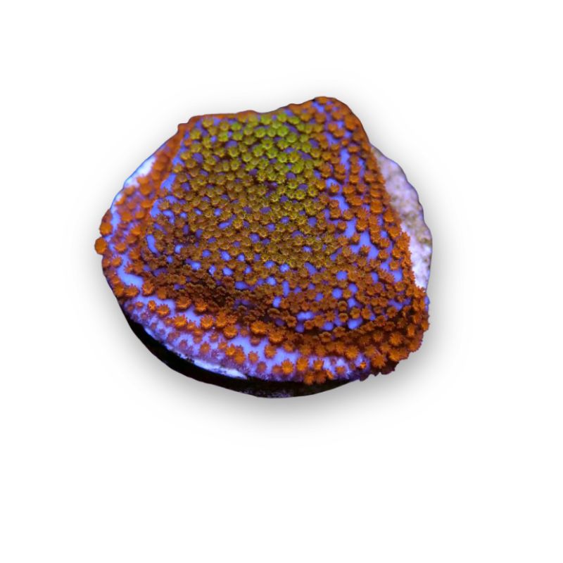 Montipora sp. 'Rainbow'