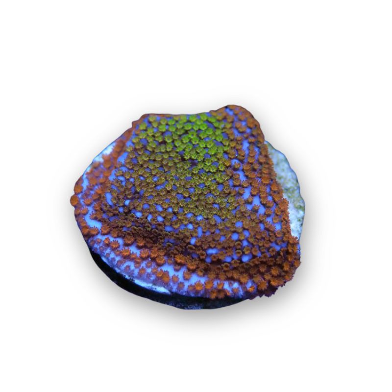 Montipora sp. 'Rainbow'