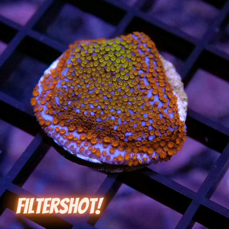 Montipora sp. 'Rainbow'