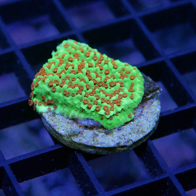 Montipora sp. 'Reverse Sunset'