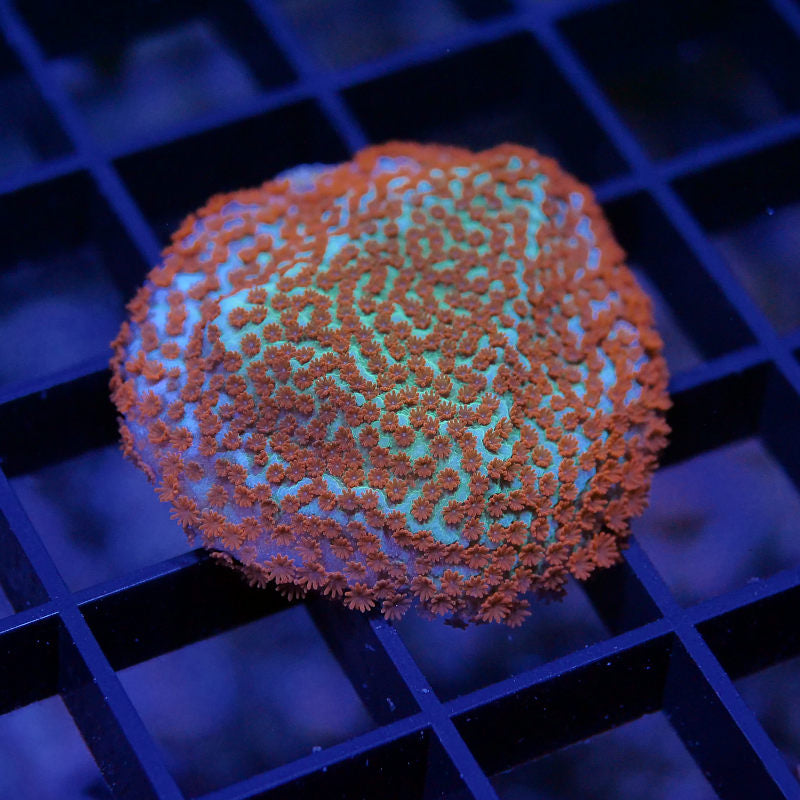 Montipora sp. 'Seven Heaven'