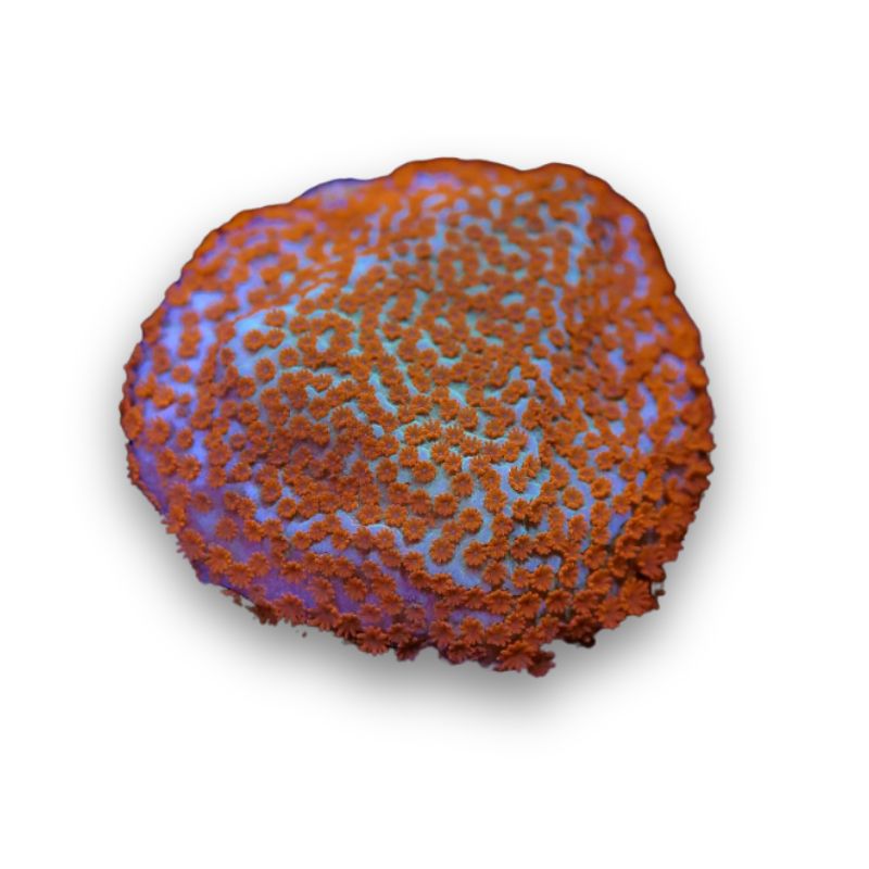 Montipora sp. 'Seven Heaven'